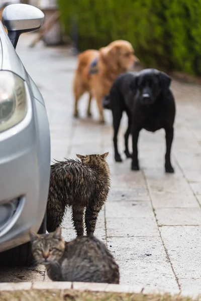 Cão Gendarma Uniforme Mantém Ordem Rua Persegue Gatos — Fotografia de Stock