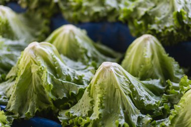 Taze yeşil salatalar, yumuşak seçici odak. Yararlı yeşillik içeren bir arkaplan