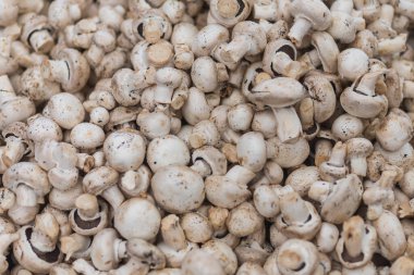 Taze saf beyaz şampiyonlar, yumuşak seçici odaklanma. Mantarlı arka plan