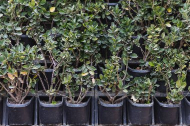 Çiçek tarlasında saksılarda farklı bitkiler.