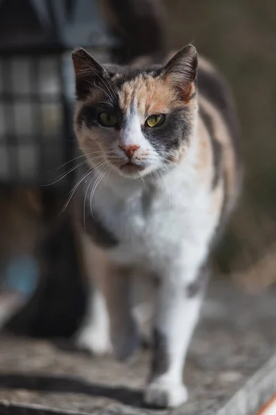 Pura Felicidad Alegría Primer Plano Feliz Tricolor Gato Sienta Mira —  Fotos de Stock