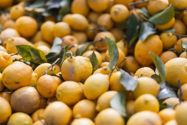 Yapraklı Taze Meyve Limonları Yumuşak Seçici Odak — Stok fotoğraf