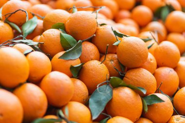 Arka planda taze meyve mandalinası ya da yapraklı mandalina