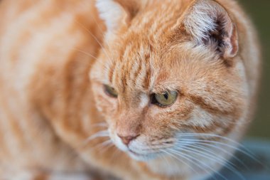 Saf mutluluk ve neşe. Mutlu üç renkli kediyi kapat. Otur ve kameraya bak.