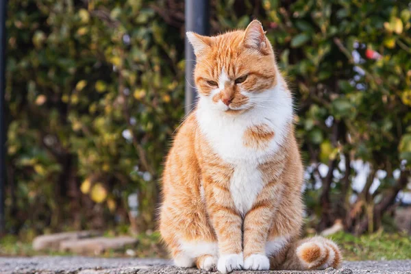 Felicidade Pura Alegria Fechar Feliz Tricolor Gato Senta Olha Para — Fotografia de Stock