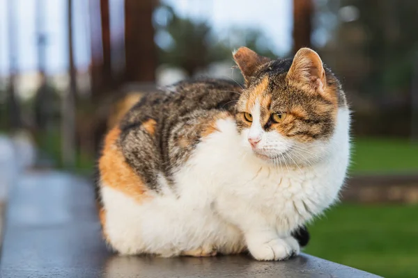 삼색기 고양이를 클로즈업하고 앉아서 카메라를 바라본다 — 스톡 사진