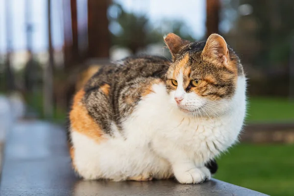 Puur Geluk Vreugde Close Happy Tricolor Kat Zit Kijkt Naar — Stockfoto