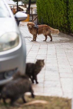 Üniformalı jandarma köpeği sokaklarda düzeni sağlıyor ve kedileri kovalıyor.