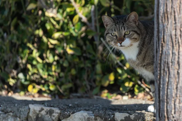 Kucing Tricolor Lucu Mengintip Keluar Dari Balik Pohon Pada Hari — Stok Foto