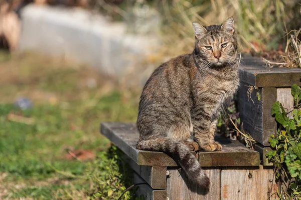 Trójkolorowy Kot Zielonymi Oczami Wygląda Spokojnie Siedzi Spokojnie Ciepły Letni — Zdjęcie stockowe