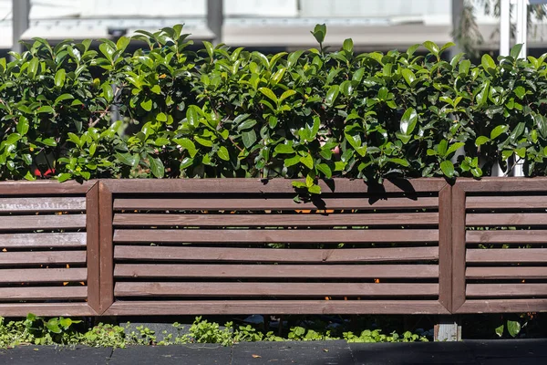 Uma Cerca Madeira Feita Forro Com Folhas Verdes Claras Brilhantes — Fotografia de Stock