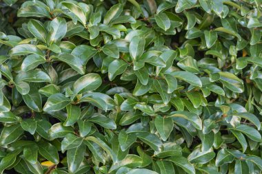 Yeşil yapraklı güzel bir çalılığa yakın plan, arka plan bulanık.. 