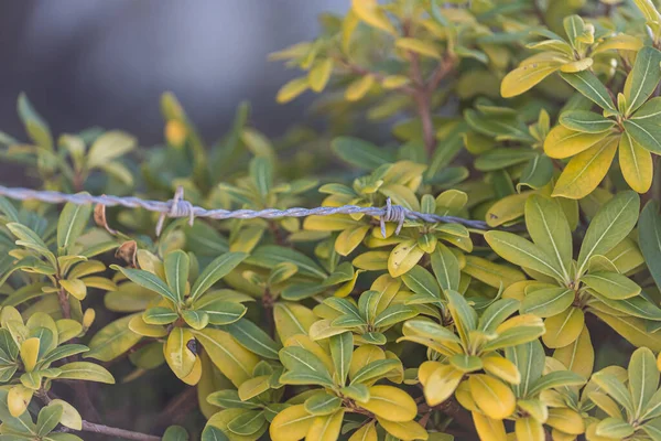 Κοντινό Πλάνο Σκουριασμένου Αγκαθιού Σύρματος Αγκαθωτού Σύρματος Φόντο Φυτά Απαλή — Φωτογραφία Αρχείου