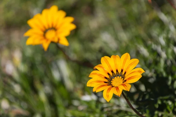 Крупним Планом Жовті Квіткові Поля Який Вибірковий Фокус — стокове фото