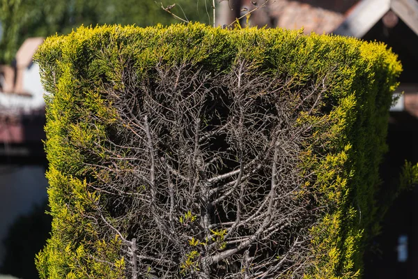 Arbusto Ornamental Verde Forma Rectángulo Jardín Arbusto Por Cerca — Foto de Stock