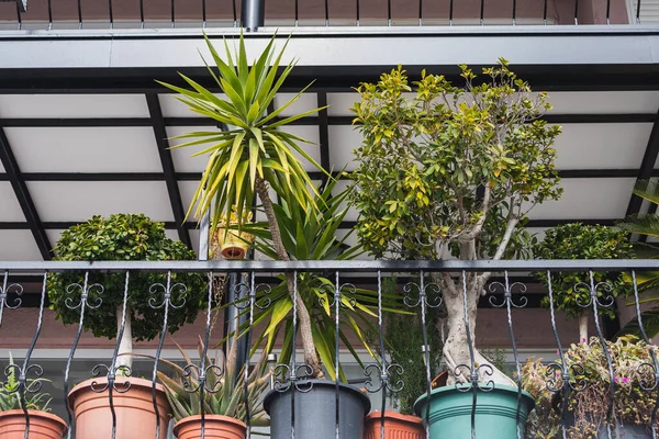 Ряды Различных Растений Горшках Балконе — стоковое фото