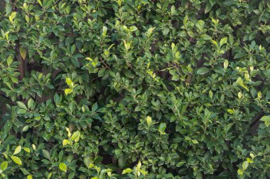 Yeşil yapraklı güzel bir çalılığa yakın plan, arka plan bulanık.. 