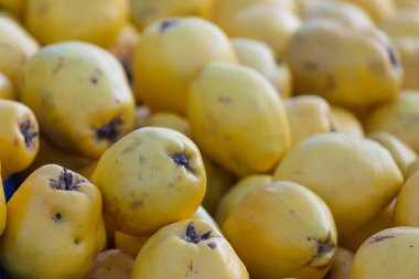 Yapraklı taze meyve sarısı ayva. Dükkanda yetişen taze ayva çeşitleri.. 