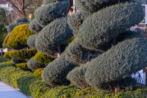 Arbustos Ornamentais Verdes Forma Redonda Jardim — Fotografia de Stock