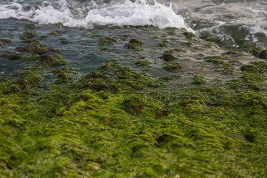 Büyük miktarda yeşil yosunlu yakın çekim taş sahili.