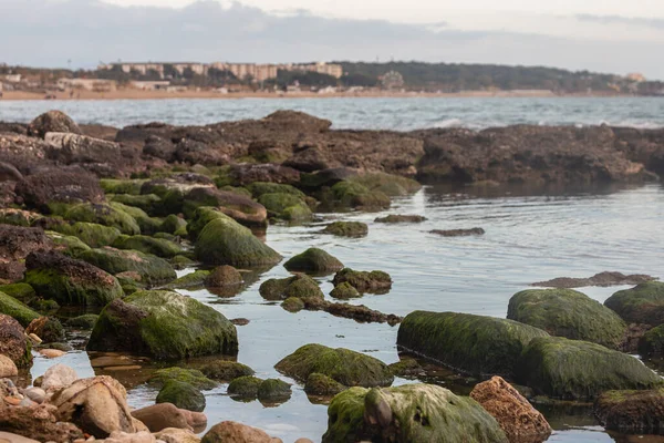 Cerca Costa Piedra Con Una Gran Cantidad Algas Verdes —  Fotos de Stock