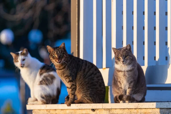 Eine Trikolorierte Katze Blickt Gelassen Und Sitzt Einem Warmen Sommertag — Stockfoto