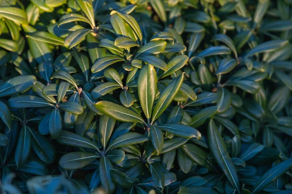 Κοντινό Πλάνο Ενός Όμορφου Φρέσκου Κλαδιού Θάμνου Πράσινα Φύλλα — Φωτογραφία Αρχείου