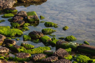 Büyük miktarda yeşil yosunlu yakın çekim taş sahili.
