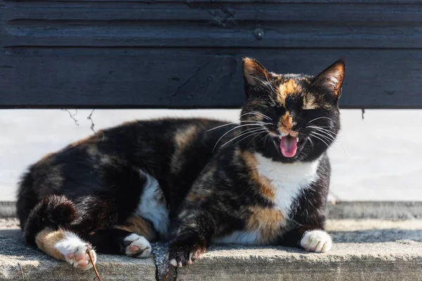 暖かい夏の日には三色の猫が道に横たわってあくびをしています — ストック写真