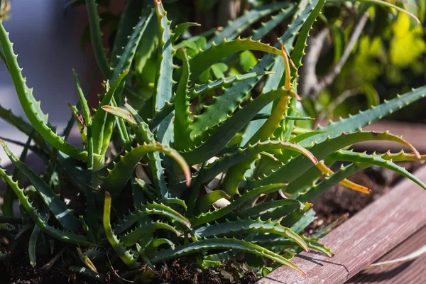 Primer Plano Aloe Vera Verde Brillante Bajo Sol Tropical Brillante —  Fotos de Stock