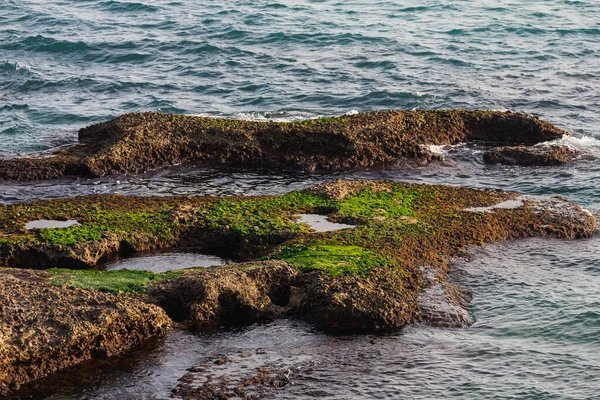 Close Stone Seashore Huge Amount Green Algae — Stock Photo, Image