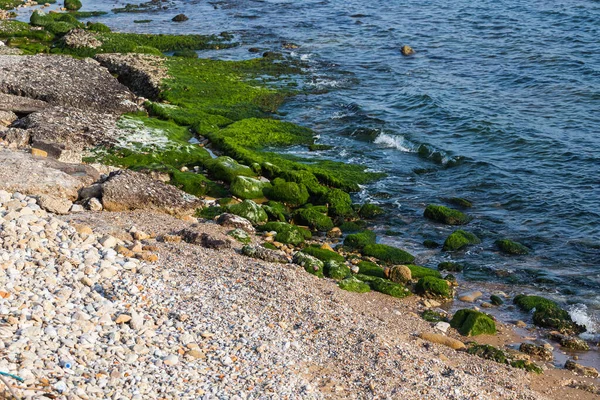 Büyük Miktarda Yeşil Yosunlu Yakın Çekim Taş Sahili — Stok fotoğraf