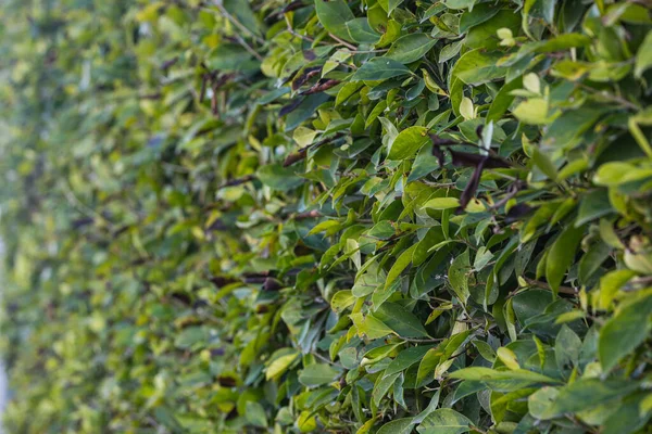 Närbild Vacker Fräsch Buske Gren Med Gröna Blad Bakgrunden Suddig — Stockfoto