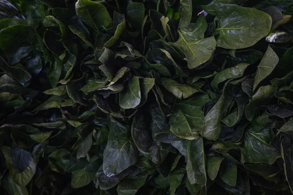 Zbliżenie Zielonej Rośliny Tło Tekstura Zielonego Sorrelu Miękki Selektywny Ostrość — Zdjęcie stockowe