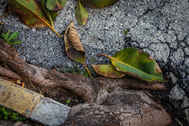 Düşen kuru yaprakların yakın çekim yeri bir ağacın altında, en üstte.