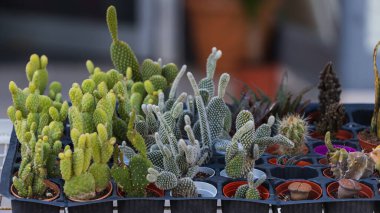 Sıralar dolusu kaktüs, tencere içinde sulu su ve vitrindeki kupalar.