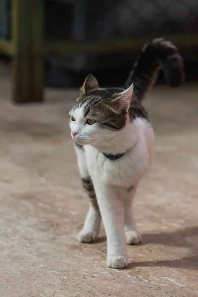 Πορτραίτο Ενός Χαριτωμένου Τρίποδου Γάτας Στο Δρόμο — Φωτογραφία Αρχείου