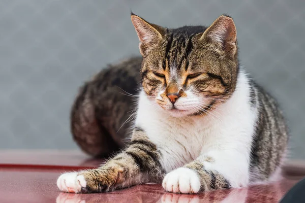 Porträtt Söt Tricolor Katt Sover Gatan — Stockfoto
