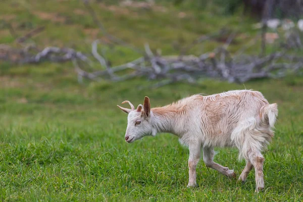 Chèvre Blanche Dans Pré Une Ferme Chèvres — Photo