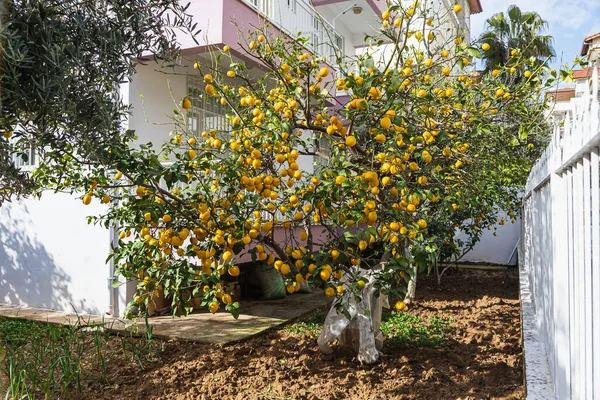 Close Uma Bela Laranjeira Com Laranjas Redondas Laranjas Grandes Com — Fotografia de Stock