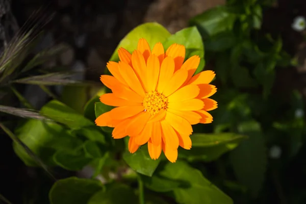 Primer Plano Una Hermosa Flor Caléndula Naranja Fresca Sobre Fondo —  Fotos de Stock