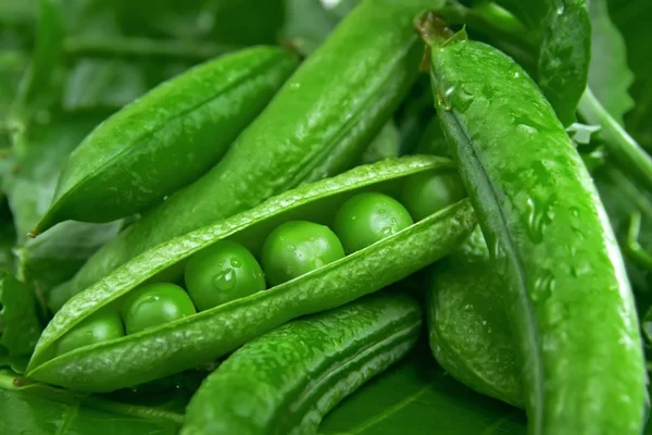 Kacang hijau — Stok Foto