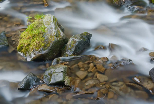 Bir orman akarsu — Stok fotoğraf