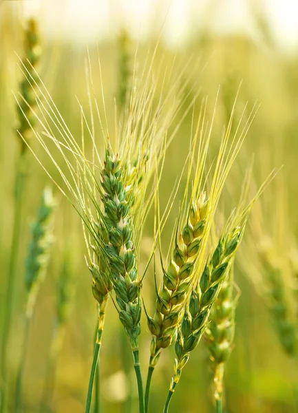 Wheat — Stock Photo, Image