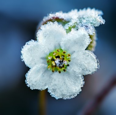 Frozen white flower
