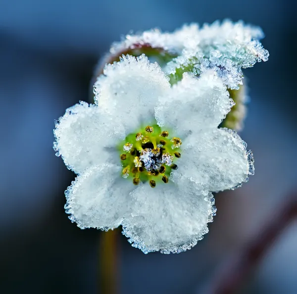 Fiore bianco congelato — Foto Stock