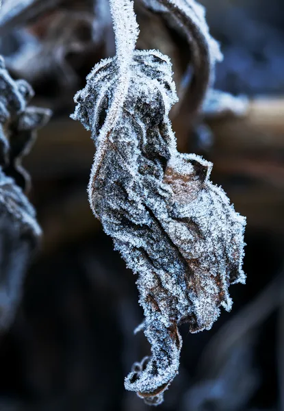 Folha congelada — Fotografia de Stock