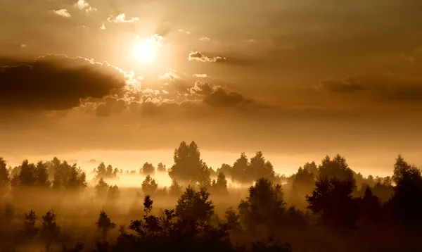 Dawn in a meadow