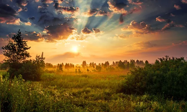 Morgendämmerung auf einer Wiese — Stockfoto