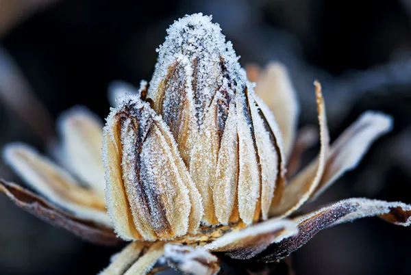 Frozen flower — Stock Photo, Image